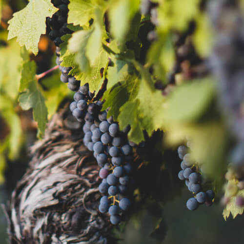 Wine Cellar IS